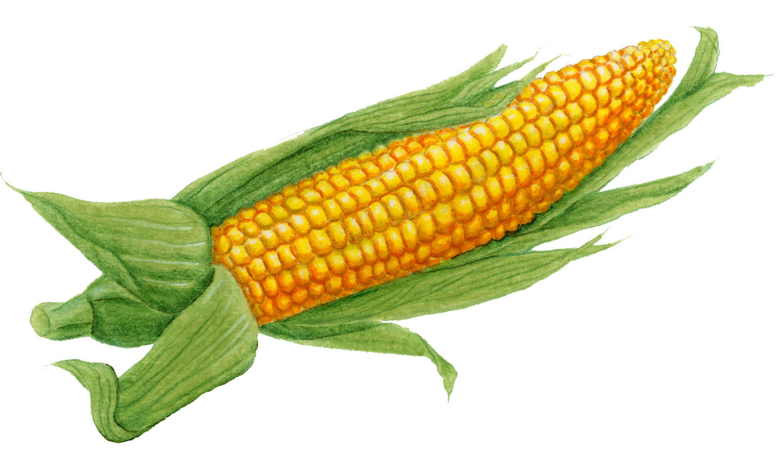 ear of corn clipart - photo #35